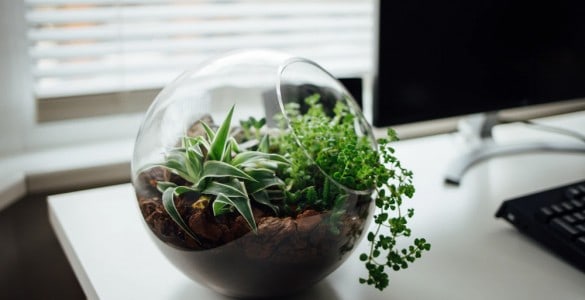 How To Use Terrarium Plants