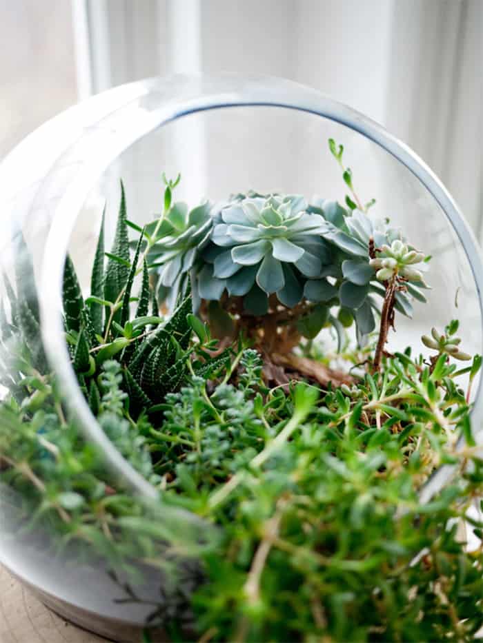 Learn why interior designers love to use terrarium plants for home decor. #indoorplant #terrarium #plants #homedesign #homedecor