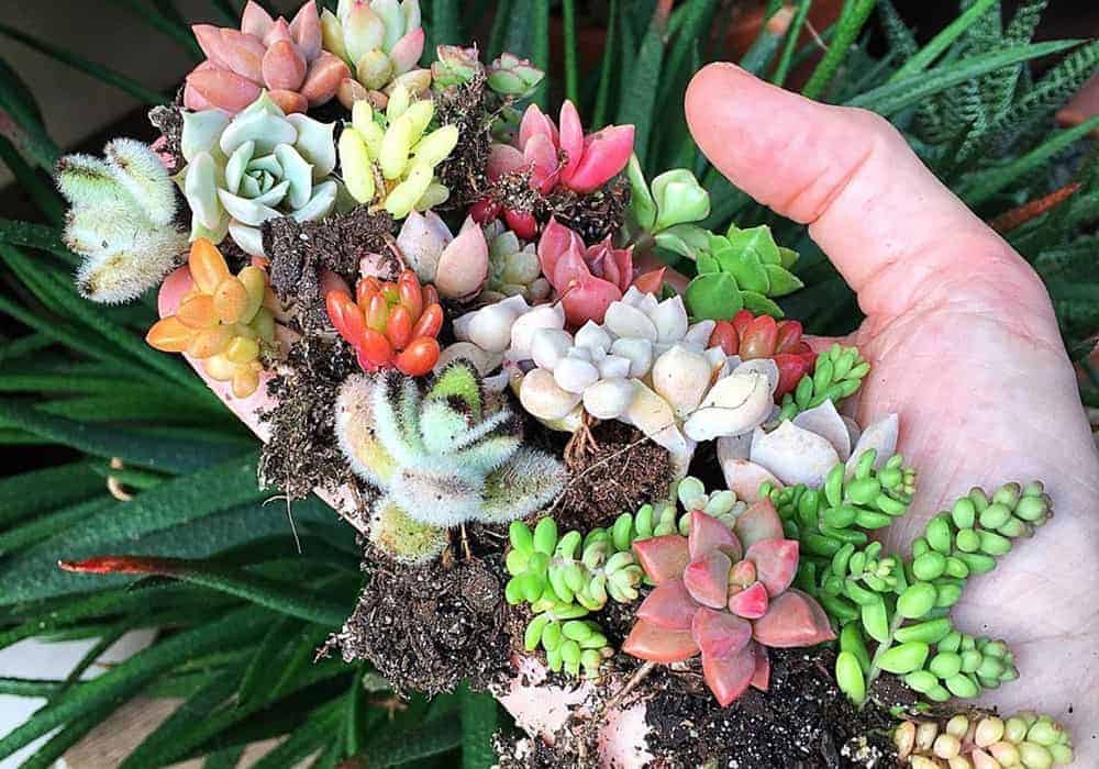 How To Care For Succulents