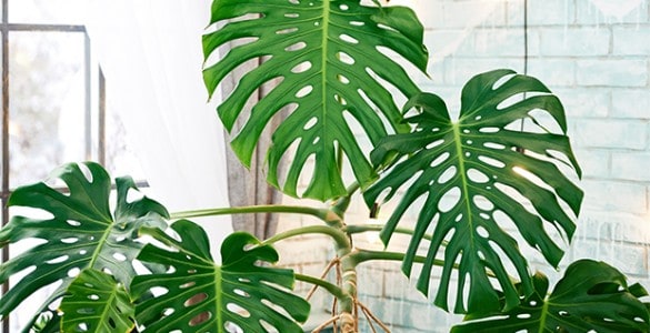 Types of Monstera