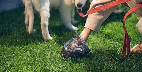 how to get whipworms out of yard