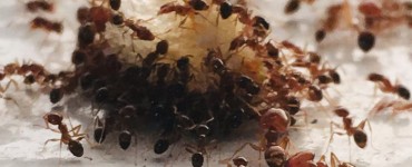 How to Find an Ant Colony in Your House