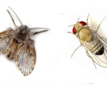 Are Fruit Flies and Drain Flies the Same