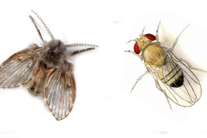 Are Fruit Flies and Drain Flies the Same