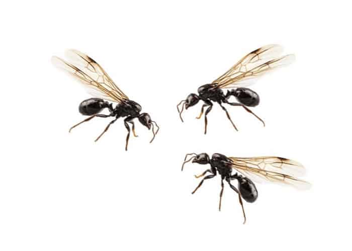 How to Get Rid of Flying Ants Inside the House