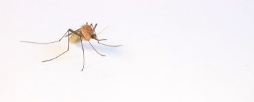 How Long Can a Mosquito Live In Your House