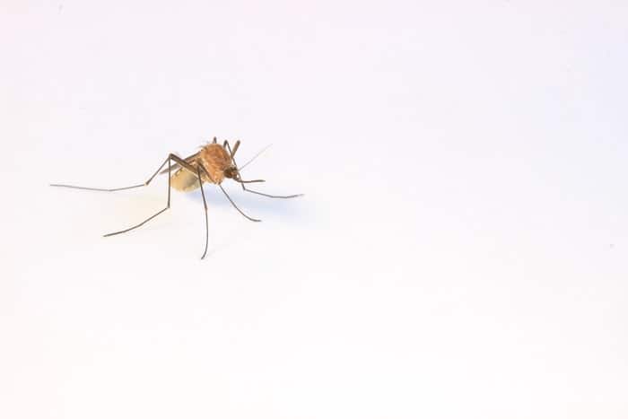 How Long Can a Mosquito Live In Your House