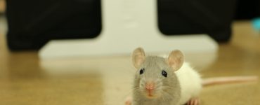 Do Mice Come to Clean Houses