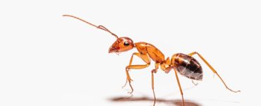 How to Get Rid of Sugar Ants in The Kitchen