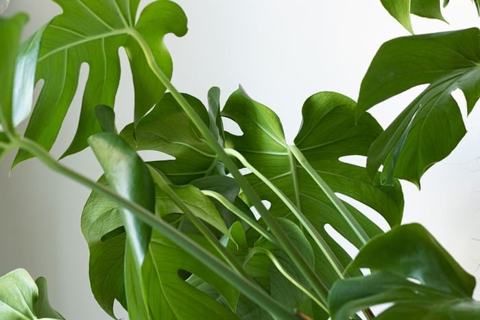 Monstera - 30 Houseplants that Will Purify the Air in Your Home