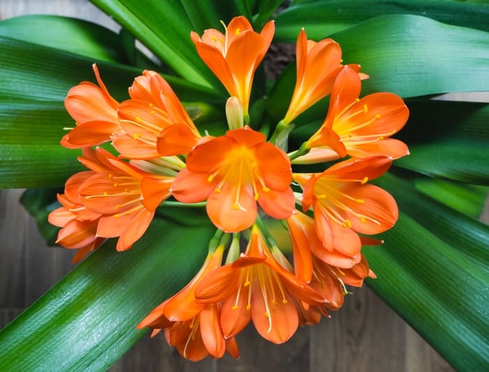 Clivia - 30 Houseplants that Will Purify the Air in Your Home