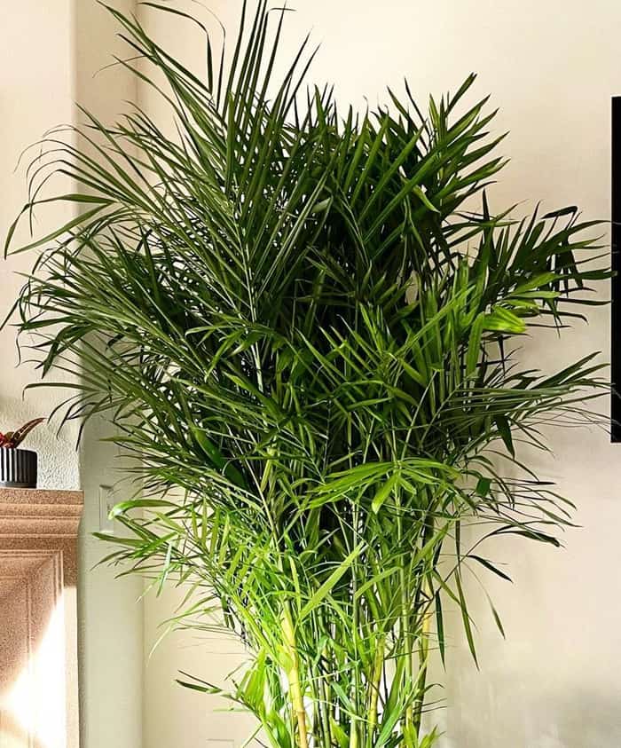 Bamboo Palm - 30 Houseplants that Will Purify the Air in Your Home
