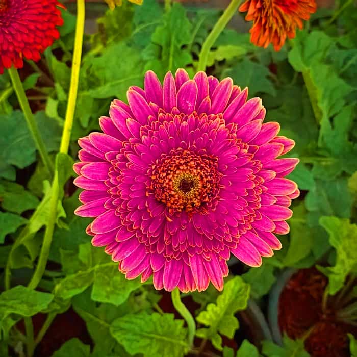Barberton Daisy - 30 Houseplants that Will Purify the Air in Your Home