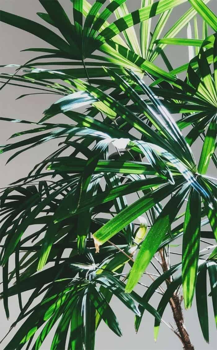 Broad Lady Palm - 30 Houseplants that Will Purify the Air in Your Home