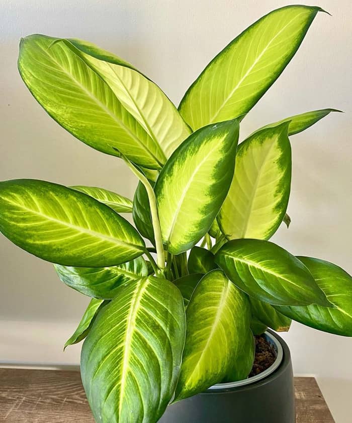 Dieffenbachia - 30 Houseplants that Will Purify the Air in Your Home