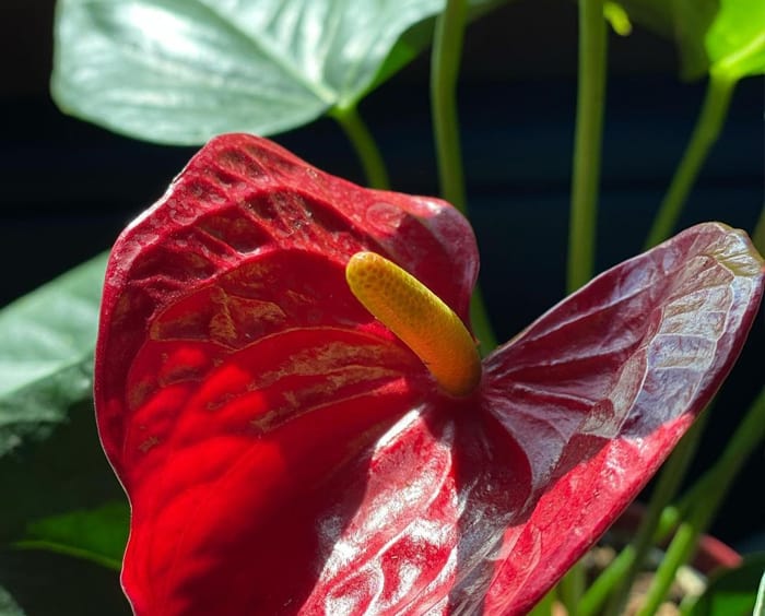 Flamingo Lily - 30 Houseplants that Will Purify the Air in Your Home