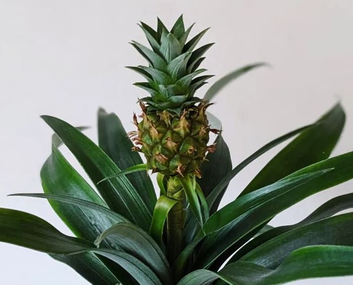 Pineapple Plant - 30 Houseplants that Will Purify the Air in Your Home
