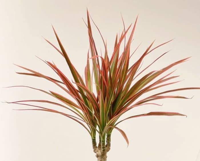 Red-Edged Dracaena - 30 Houseplants that Will Purify the Air in Your Home
