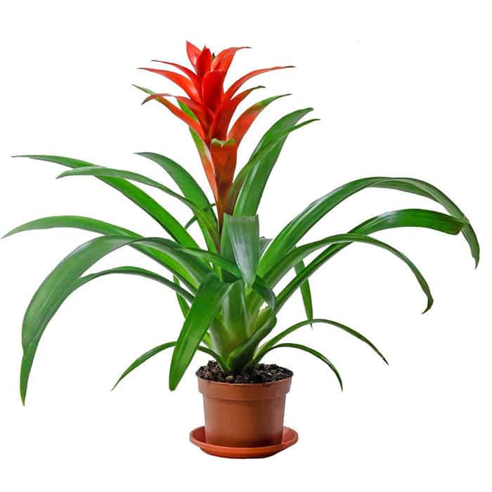 Scarlet Star Bromeliad - 30 Houseplants that Will Purify the Air in Your Home