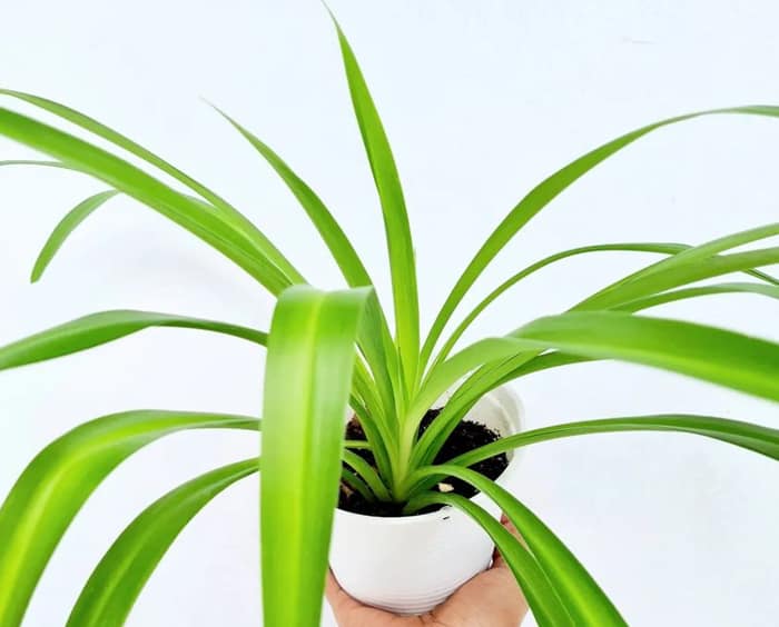Spider Plant - 30 Houseplants that Will Purify the Air in Your Home
