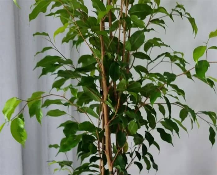 Weeping Fig - 30 Houseplants that Will Purify the Air in Your Home