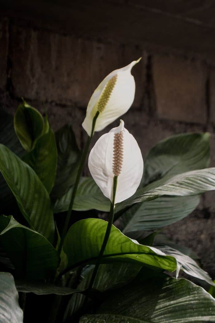Peace Lily - 30 Houseplants that Will Purify the Air in Your Home