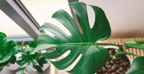 How to Take Care of a Monstera