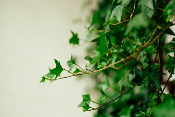 English Ivy - 30 Houseplants that Will Purify the Air in Your Home