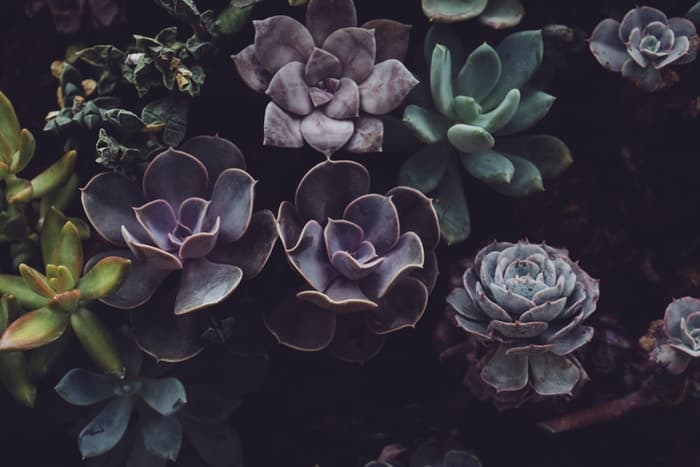 close photo of succulent plants