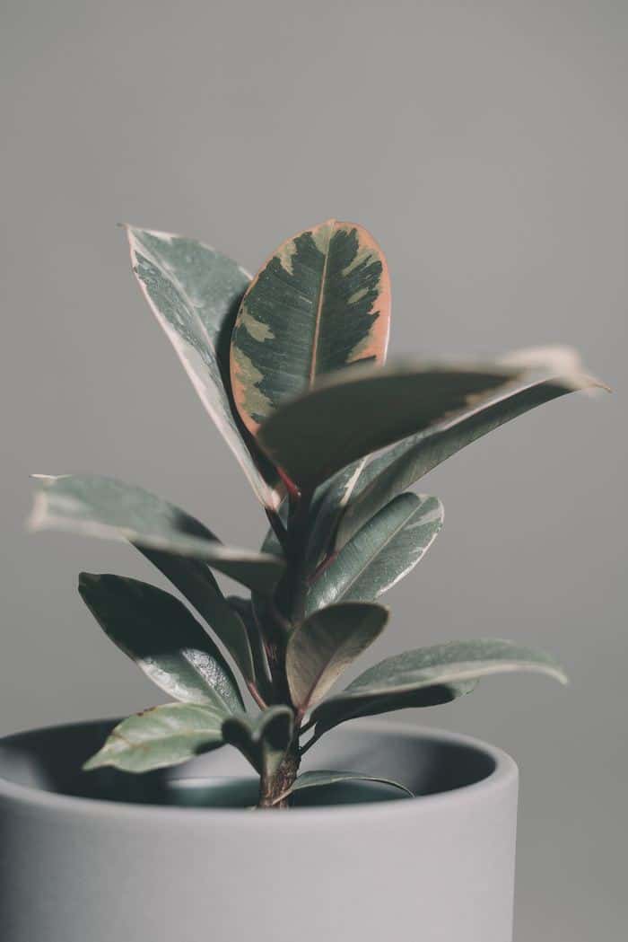 Rubber Plants - 30 Houseplants that Will Purify the Air in Your Home