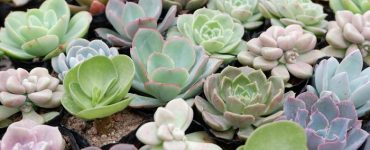 Do Succulents Need Watering?