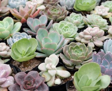 Do Succulents Need Watering?