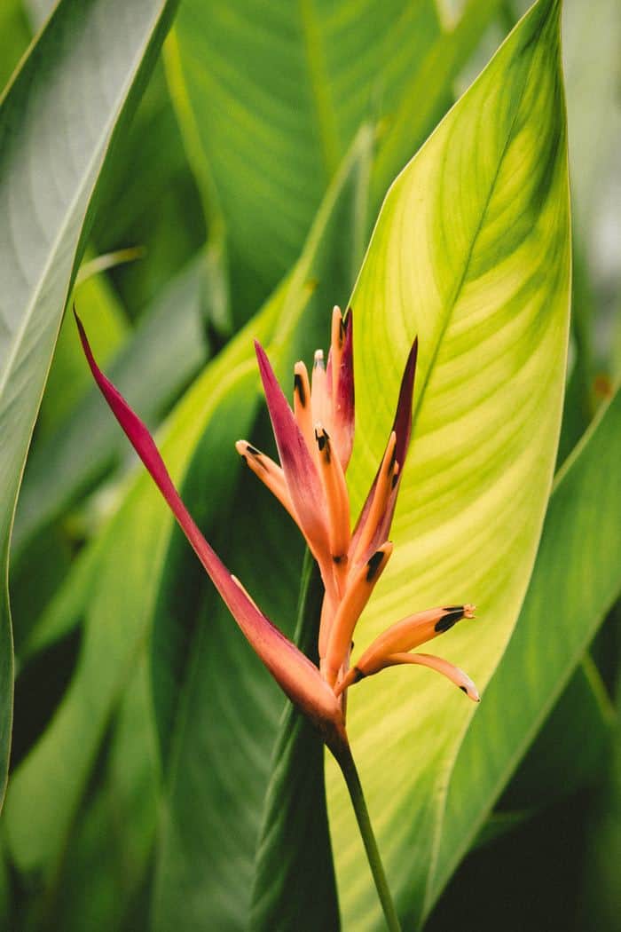 Bird of Paradise Plant - 30 Houseplants that Will Purify the Air in Your Home