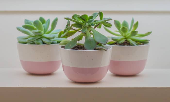 Succulents - 30 Houseplants that Will Purify the Air in Your Home