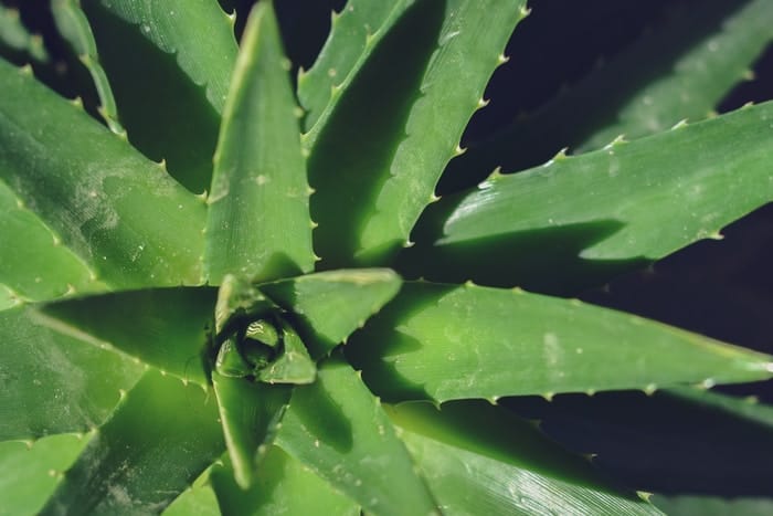 Aloe Vera - 30 Houseplants that Will Purify the Air in Your Home