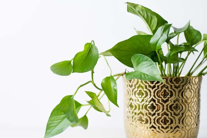 Pothos - 30 Houseplants that Will Purify the Air in Your Home