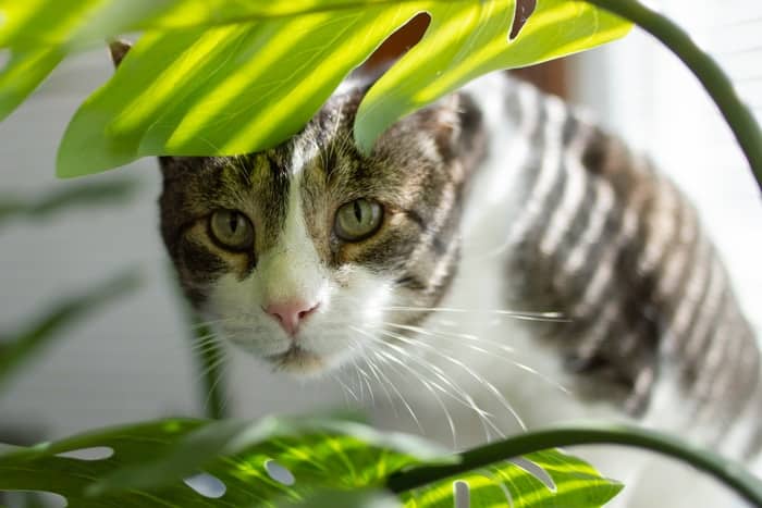 Are Monstera Toxic to Pets