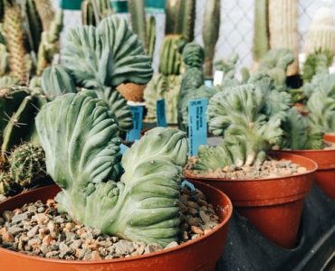 Can Succulents Grow Without Sunlight?