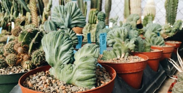 Can Succulents Grow Without Sunlight?