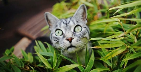 will cat pee kill houseplants