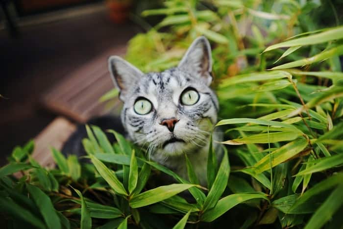 will cat pee kill houseplants