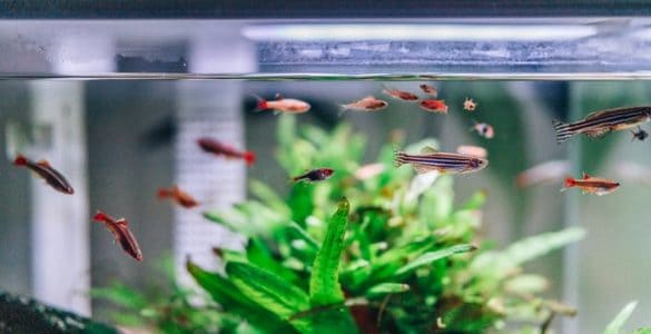 is fish water good for house plants