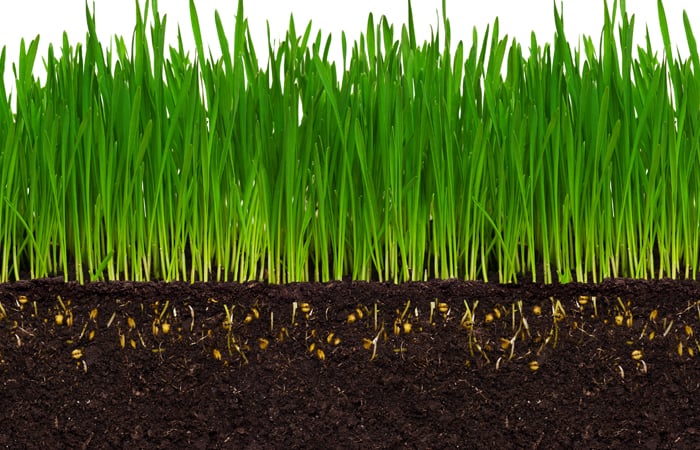 deep root system of wheatgrass