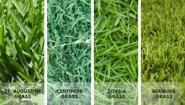 Warm-Season Lawn Grass
