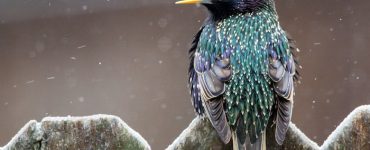 do starlings damage lawns