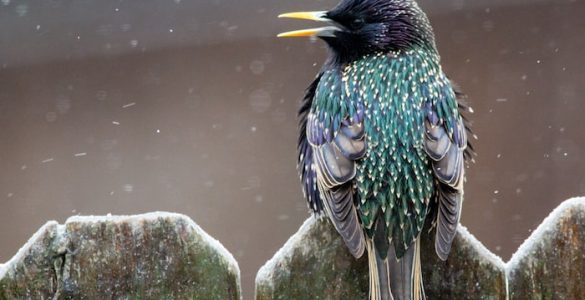 do starlings damage lawns