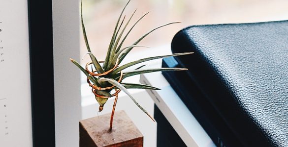 benefits of air plants