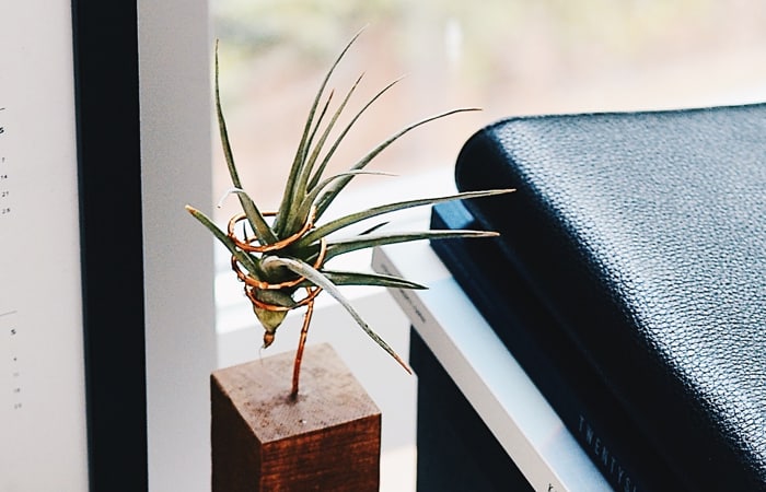 benefits of air plants