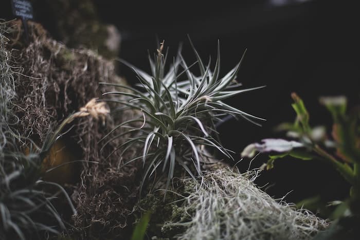 can air plants live outside