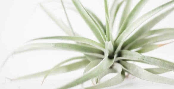 are air plants toxic to cats